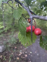 Crataegus chrysocarpa