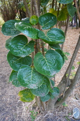 Polyscias scutellaria