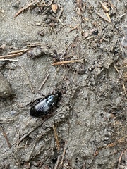 Pterostichus mutus