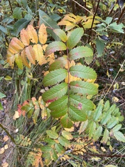 Sorbus