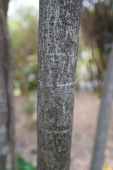 Polyscias scutellaria