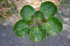 Polyscias scutellaria