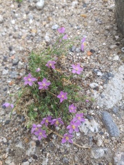 Spergularia purpurea