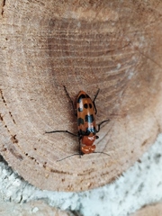 Cissites auriculata