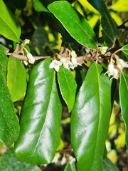 Elaeagnus reflexa
