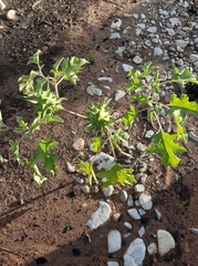Datura quercifolia