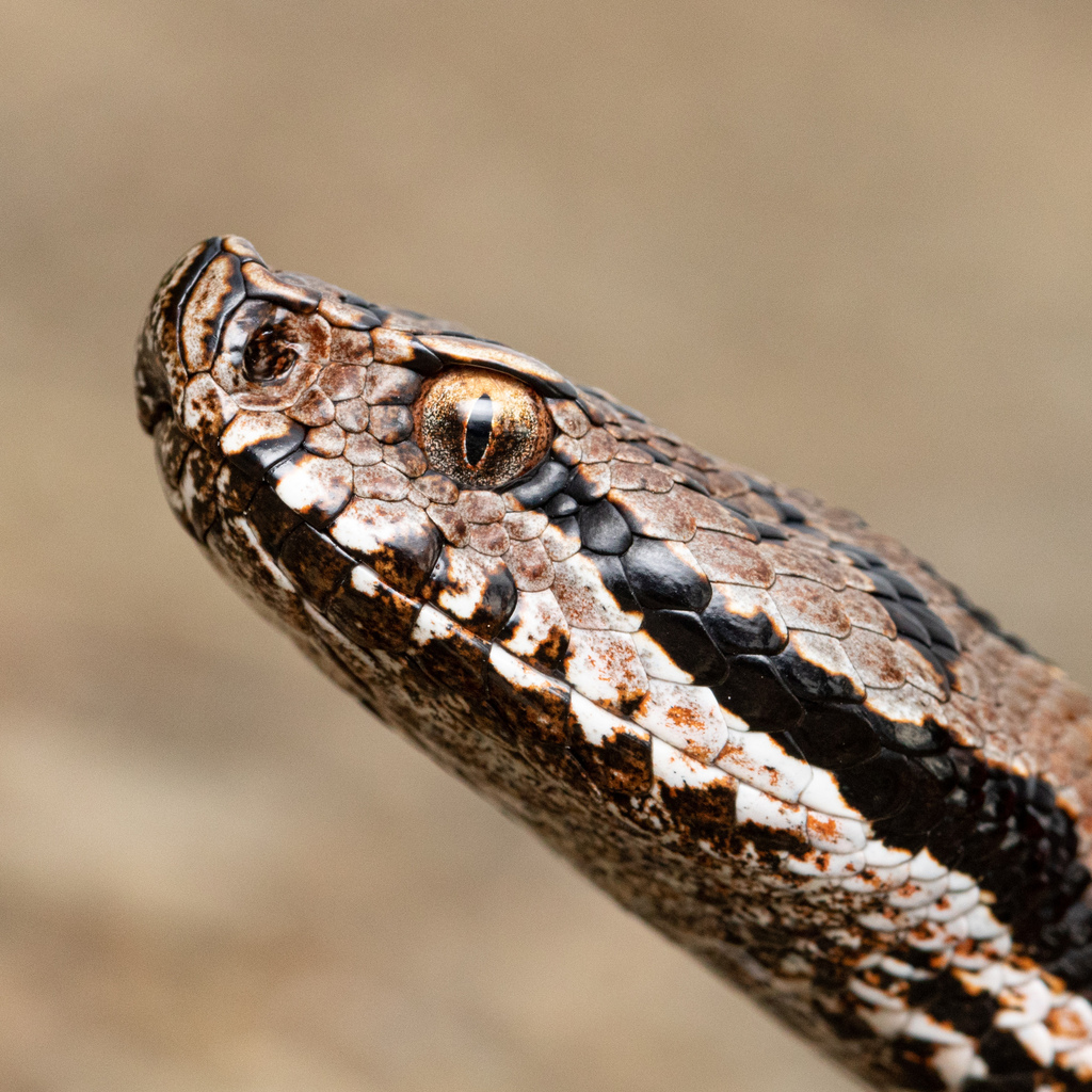 Asp Viper