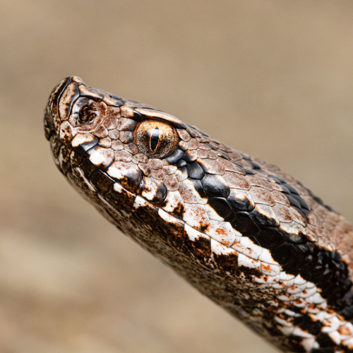 Vipera comune