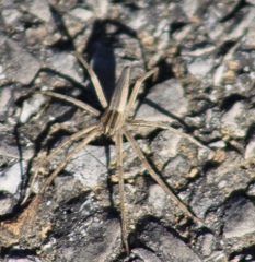 Pisaurina dubia