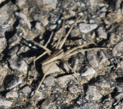 Pisaurina dubia