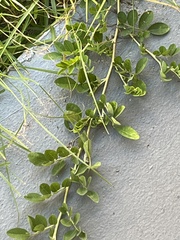 Indigofera spicata