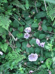 Melastoma dodecandrum