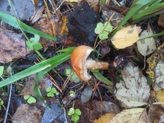 Pholiota lubrica