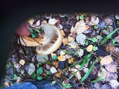 Pholiota lubrica