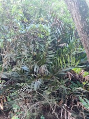 Acrostichum speciosum