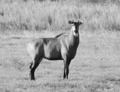 Boselaphus tragocamelus