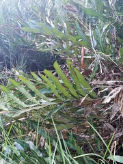 Acrostichum speciosum
