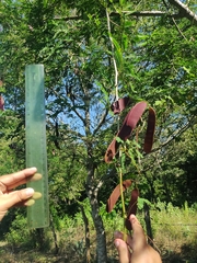 Libidibia sclerocarpa