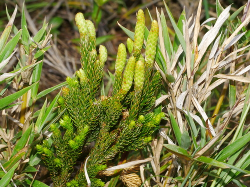Dendrolycopodium juniperoideum observed 2022-07-17