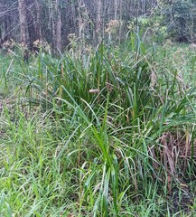 Rhynchospora corymbosa