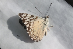 Hamadryas