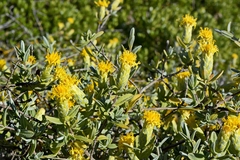 Pteronia