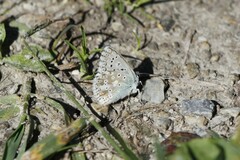 Polyommatus