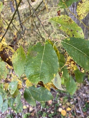 Salix caprea