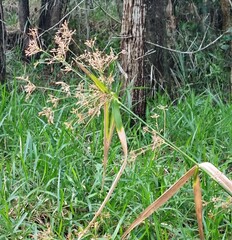 Rhynchospora corymbosa