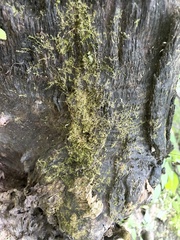 Hygroamblystegium humile