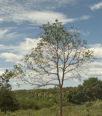 Dipterocarpus