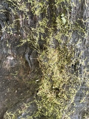 Hygroamblystegium humile