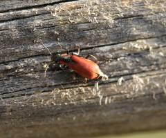 Anthocomus rufus