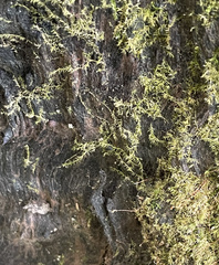 Hygroamblystegium humile