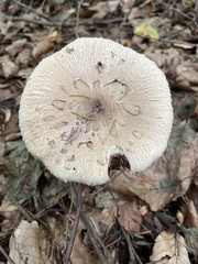 Macrolepiota mastoidea