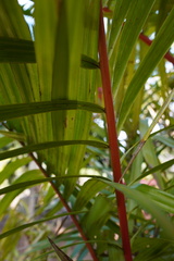 Cyrtostachys renda
