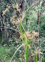 Rhynchospora corymbosa