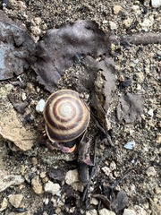 Caracolus marginella