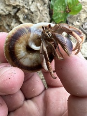Caracolus marginella