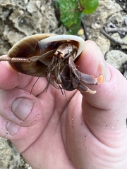 Caracolus marginella