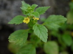 Lindenbergia muraria