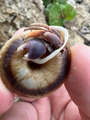 Caracolus marginella