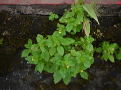 Lindenbergia muraria