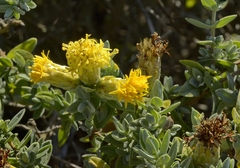 Pteronia