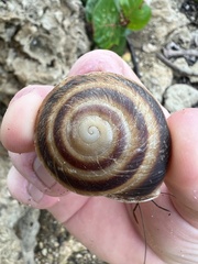 Caracolus marginella