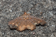 Lopharthrum comprimens