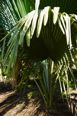 Copernicia baileyana