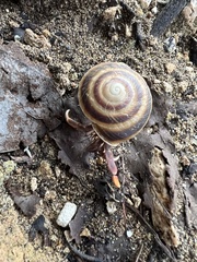 Caracolus marginella