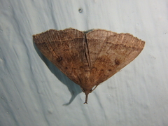 Pechipogo plumigeralis