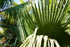 Copernicia baileyana